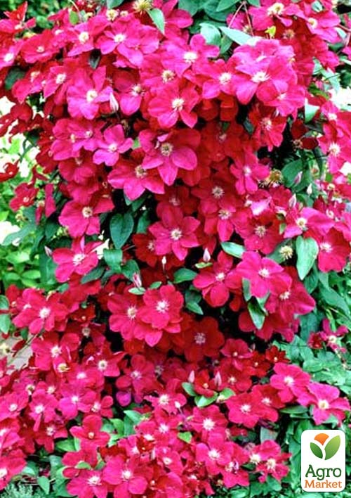 Клематис "Ernest Markham" - фото 5