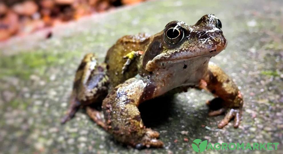 Польза и вред от жаб в саду - Agro-Market