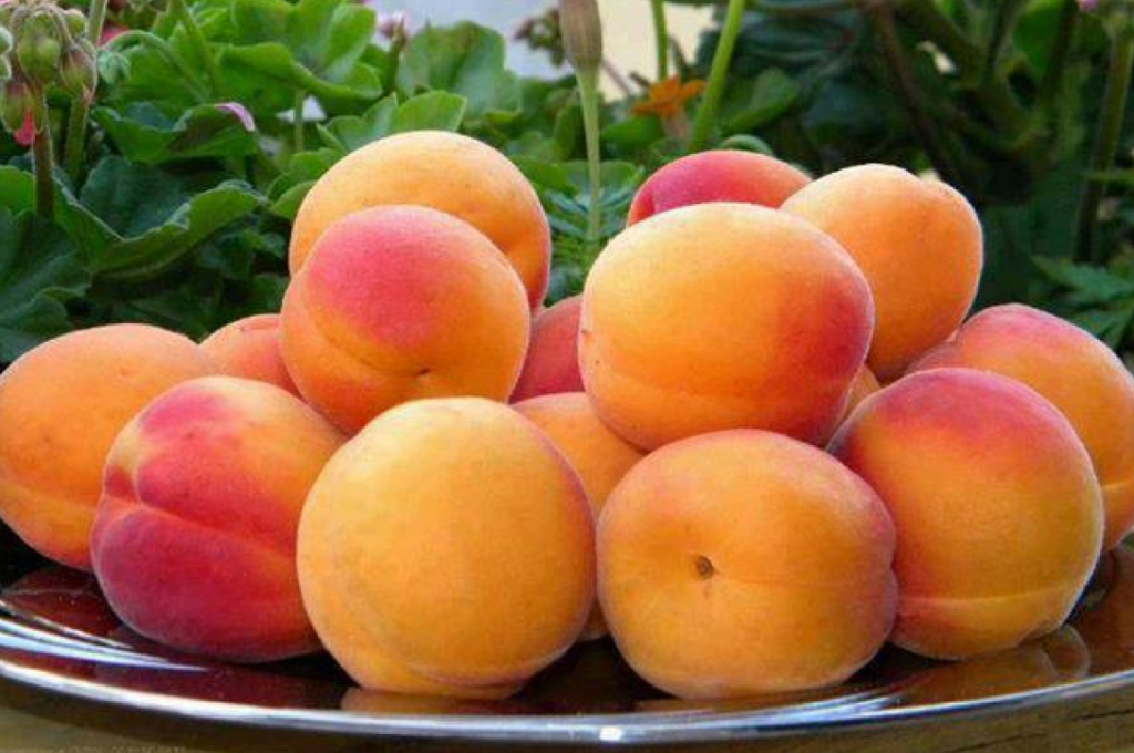 Техника выращивания абрикосов