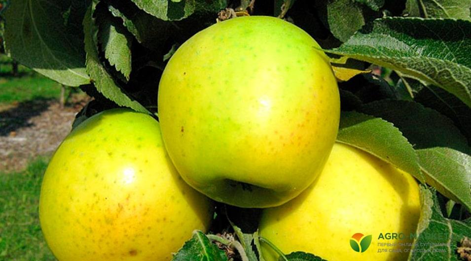 Лучшие сорта колоновидных яблонь: виды колоновидных яблонь - Agro-Market