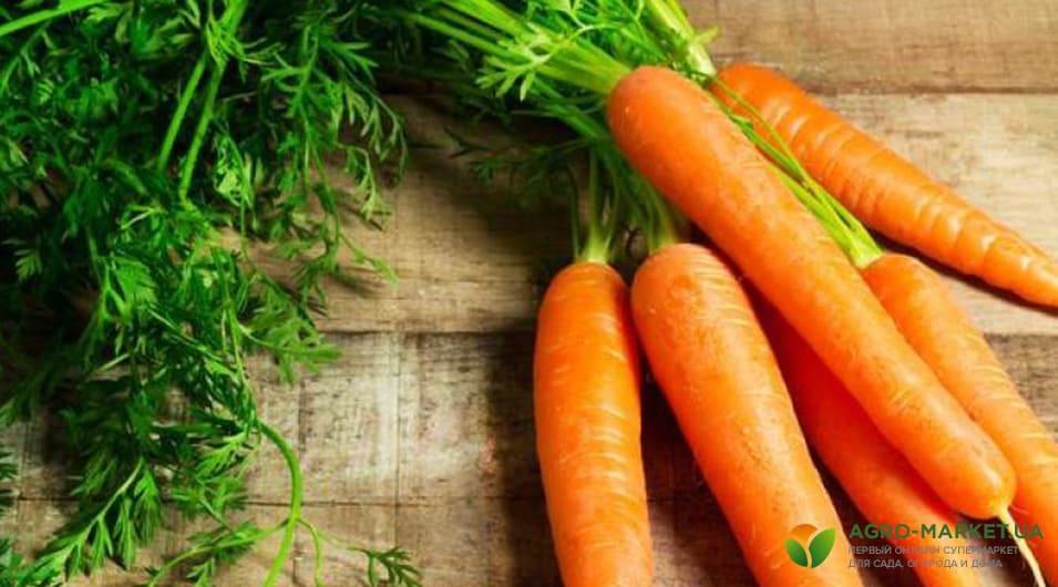 Влияние частоты полива на рост моркови