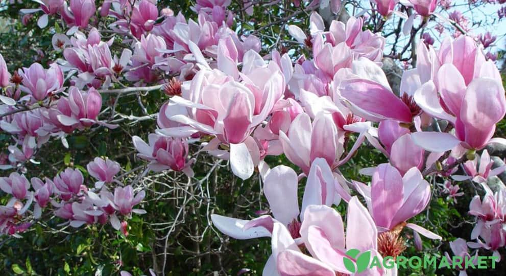magnoliya3-min.jpg