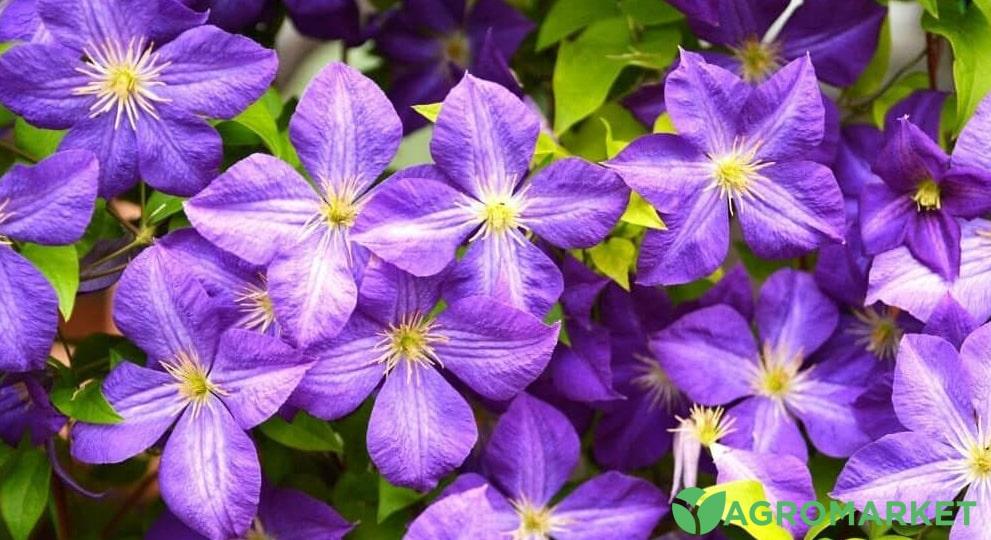 Как правильно пересадить цветущий клематис весной или летом Советы по пересадке взрослого растения