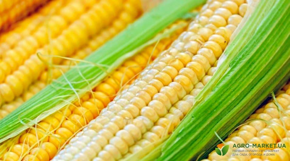 Сорта сахарной кукурузы список отзывы и фото | Лучшие сорта сладкой кукурузы 2022