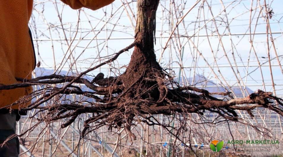Корневая система винограда