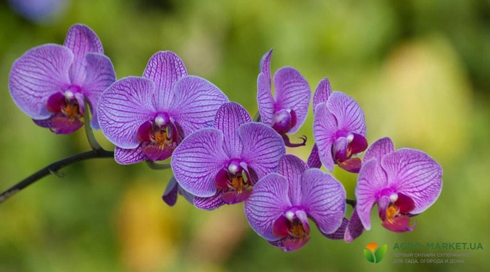 orchids4-min.jpg