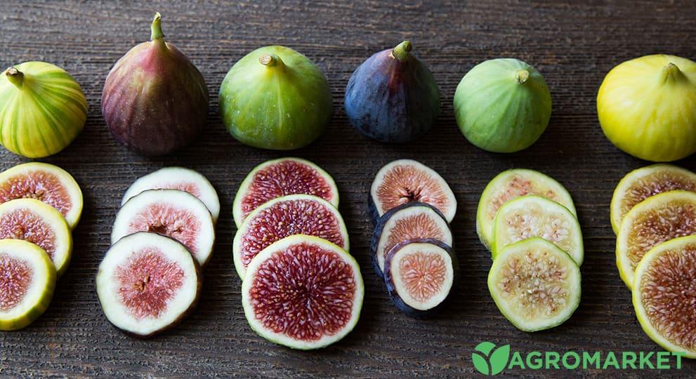 Плоды фигового дерева, полезные свойства и вещества в инжире - Agro-market