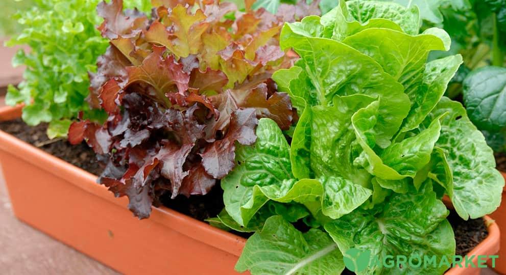 Выращивание салата на подоконнике - Agro-Market