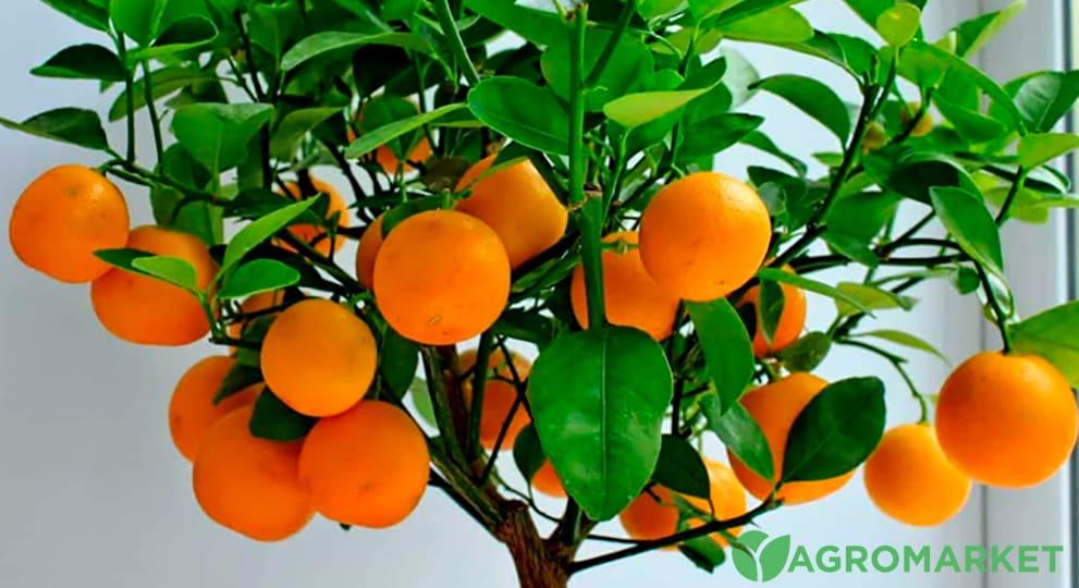 Как вырастить апельсин из косточки - Agro-Market