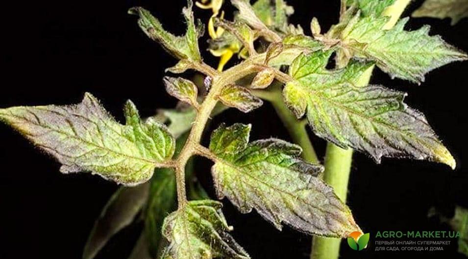 Фіолетове листя на помідорах: причини і способи боротьби