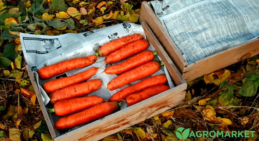 Как правильно сохранить морковь на зиму - Agro-Market
