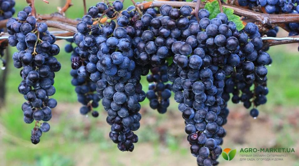 Что делать с виноградом осенью: обрезка, подкормка, укрытие