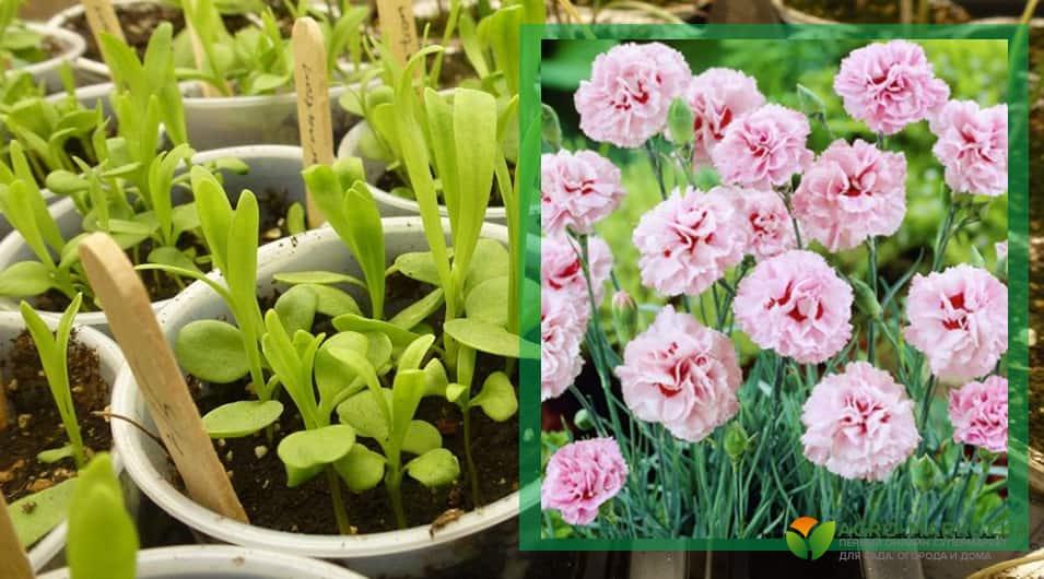 Лучшие цветы для посева в феврале на рассаду - советы и рекомендации