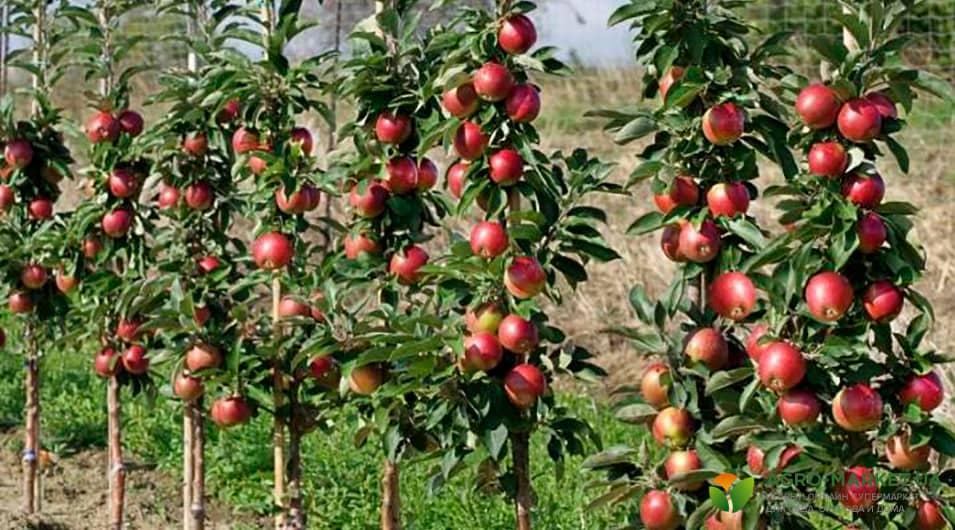 Лучшие сорта колоновидных яблонь: виды колоновидных яблонь - Agro-Market