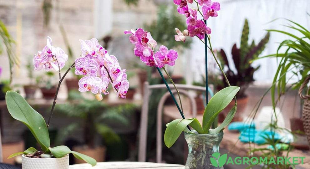 Как правильно ухаживать за орхидеей в жаркое лето: советы и рекомендации