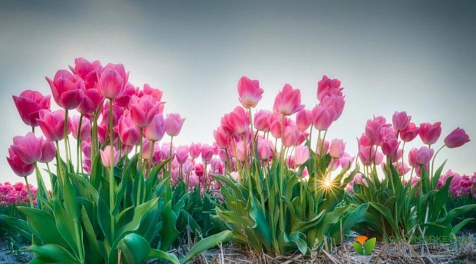 tulipssss-min.jpg