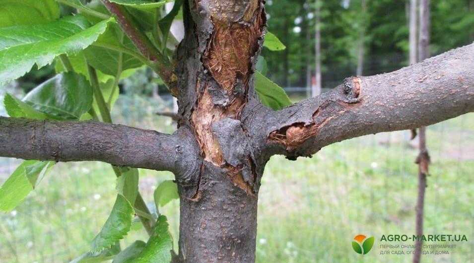 Бактериальные ожоги плодовых деревьев - полезные статьи о садоводстве отAgro-Market