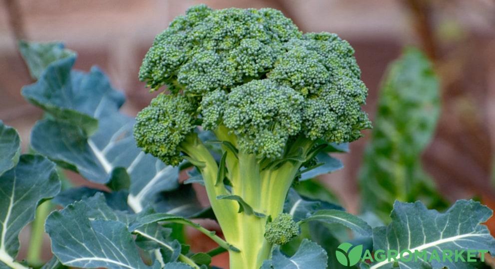 brokoli4-min.jpg