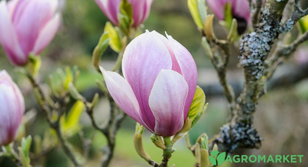 magnolija6-min.jpg