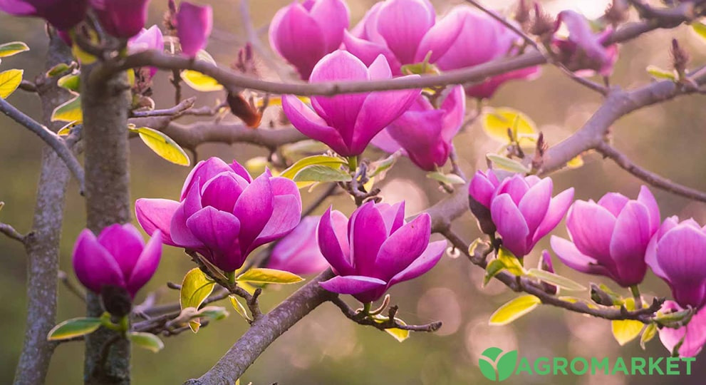 magnolija2-min.jpg
