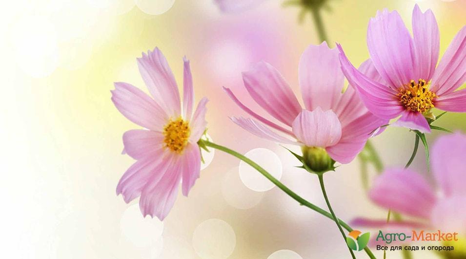 Выращивайте восхитительный цветок у себя в саду! - полезные статьи осадоводстве от Agro-Market