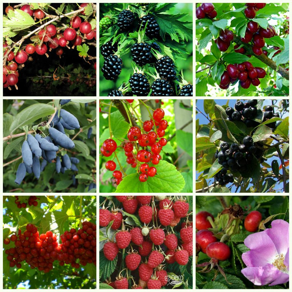 Тіньовитривалі ягоди і плодові чагарники
