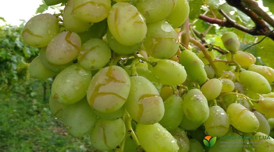 Чому тріскає виноград
