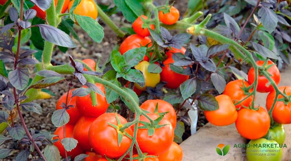 Урожайные сорта ранних томатов - полезные статьи о садоводстве отAgro-Market