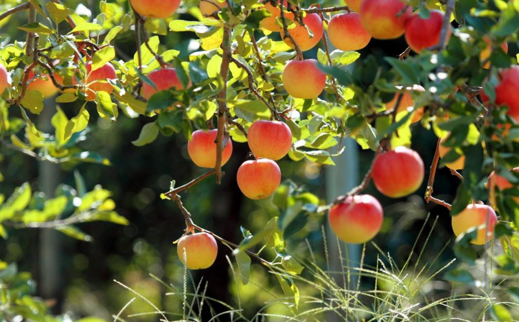 Все о выращивании яблони