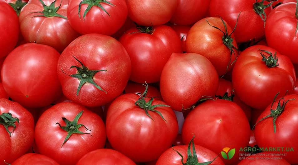 tomat1-min.jpg