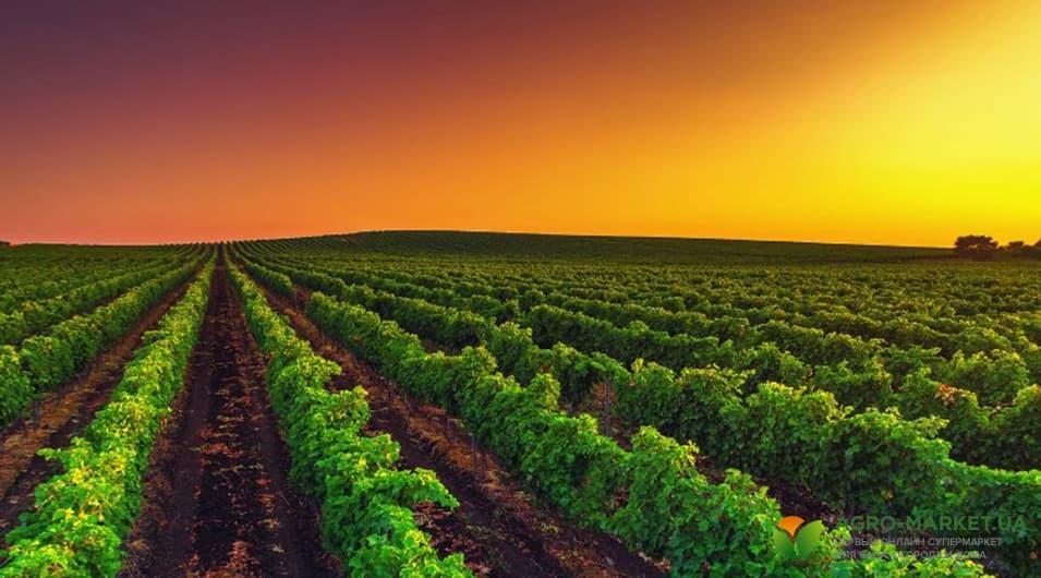 Эффективные и проверенные рекомендации по весеннему уходу за виноградом