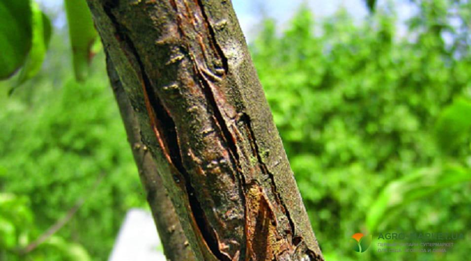 Бактериальные ожоги плодовых деревьев - полезные статьи о садоводстве отAgro-Market
