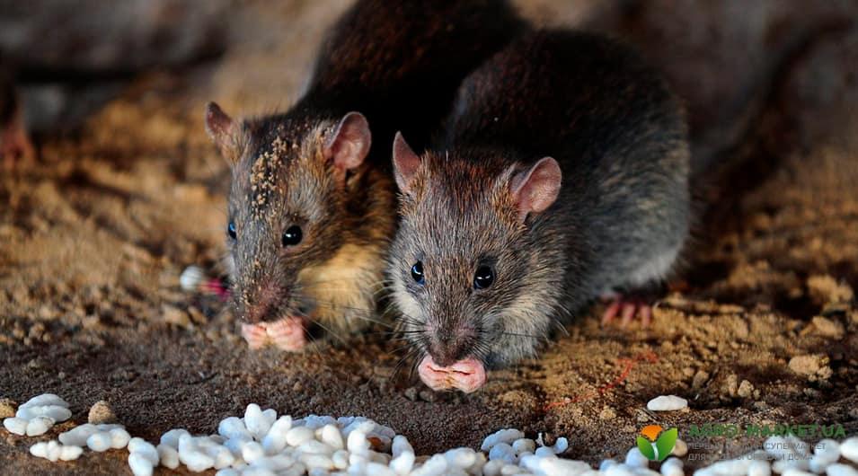 Защита дома от мышей: средства и методы