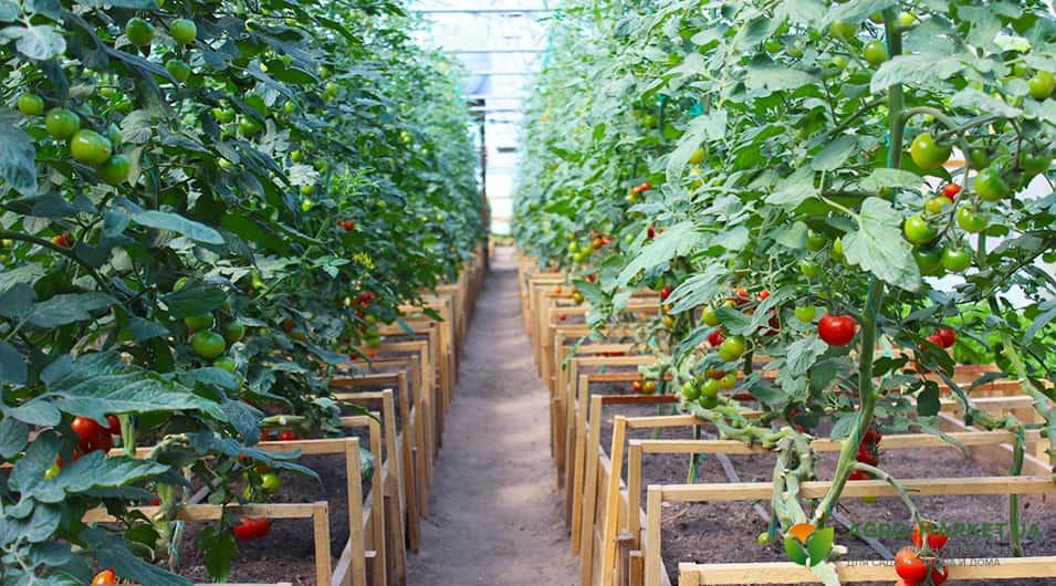 Огурцы и помидоры в одной теплице: как сажать в теплице огурцы и помидоры -Agro-Market