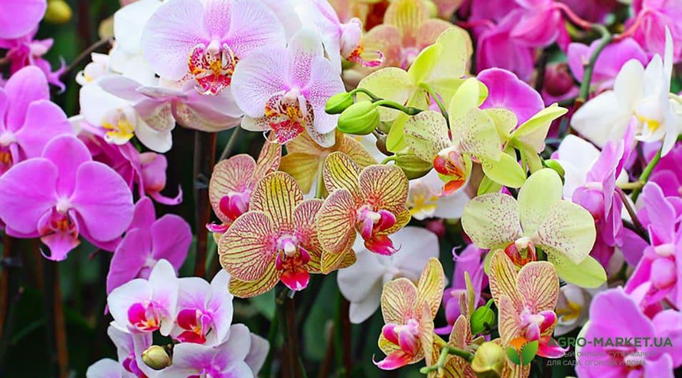 Разновидность орхидей: виды орхидей фото и названия - Agro-Market