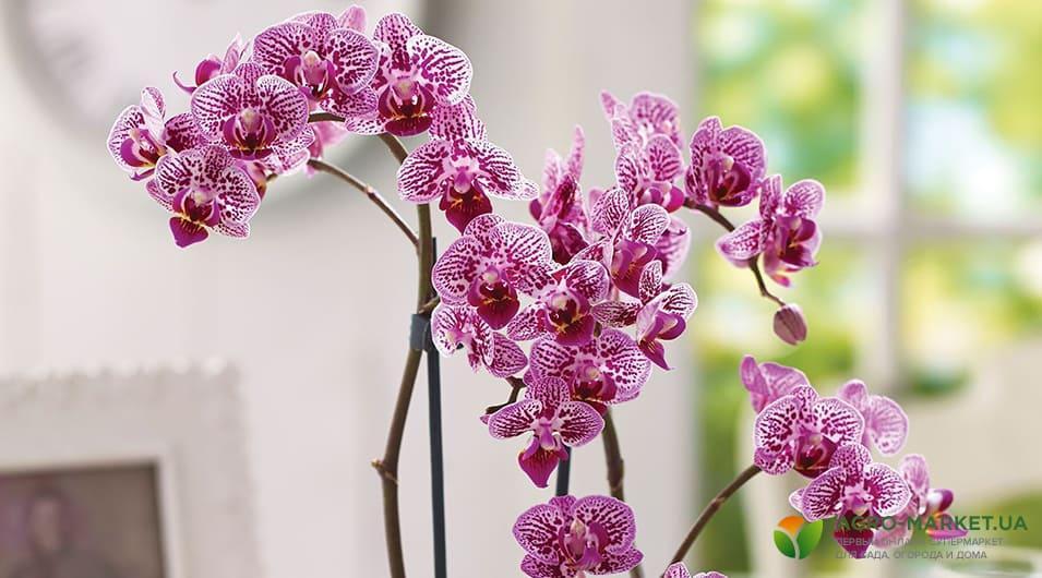 orchid2-min.jpg