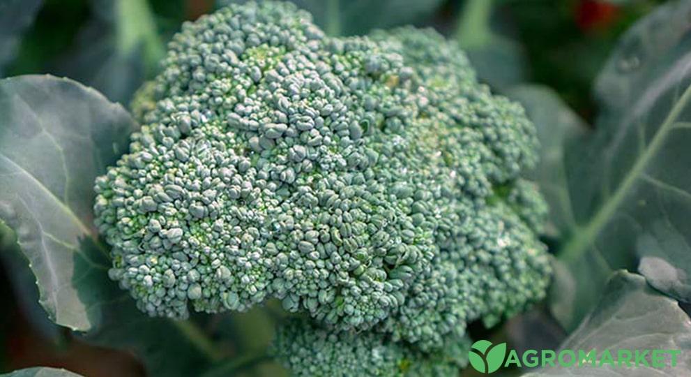 brokoli3-min.jpg