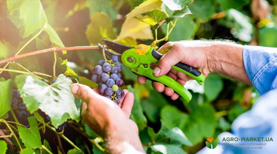 Правила осенней посадки и обрезки винограда на зиму - полезные статьи осадоводстве от Agro-Market