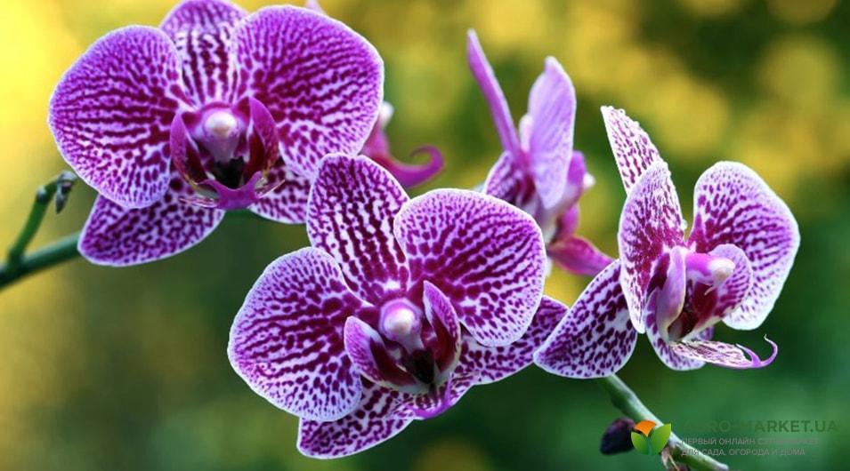orchids3-min.jpg
