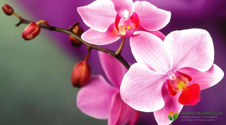 orhideya-min.jpg