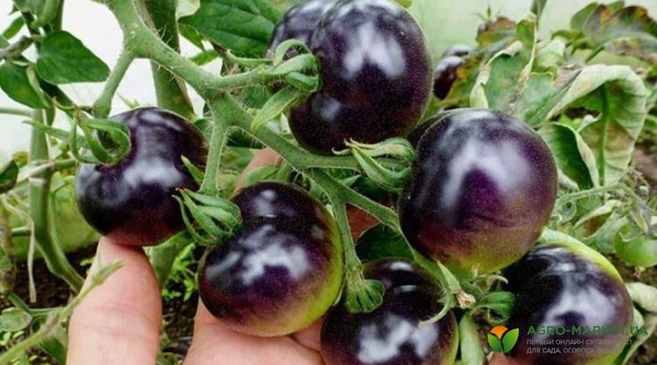 Черные помидоры: вкусно или дань моде - полезные статьи о садоводстве отAgro-Market