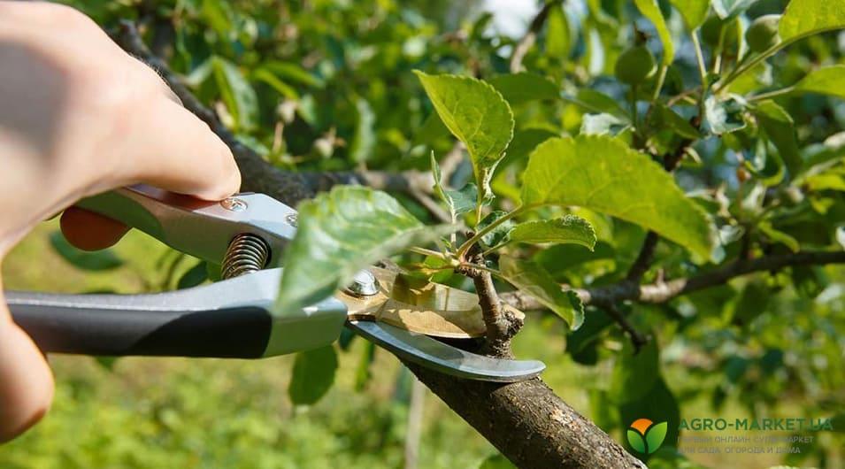 Літня обрізка плодових дерев – методи та корисні поради