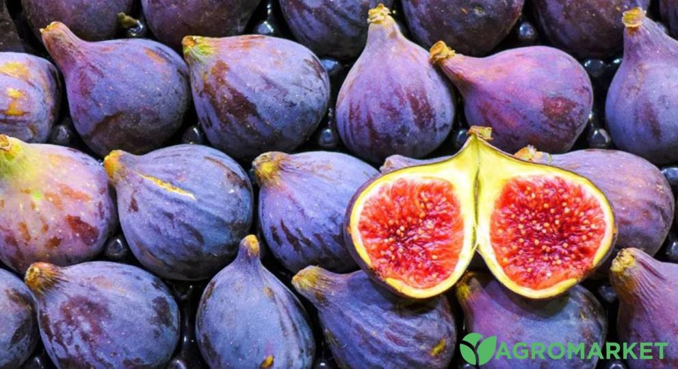 Плоды фигового дерева, полезные свойства и вещества в инжире - Agro-market