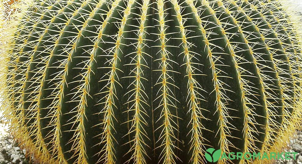 kaktus3-min.jpg