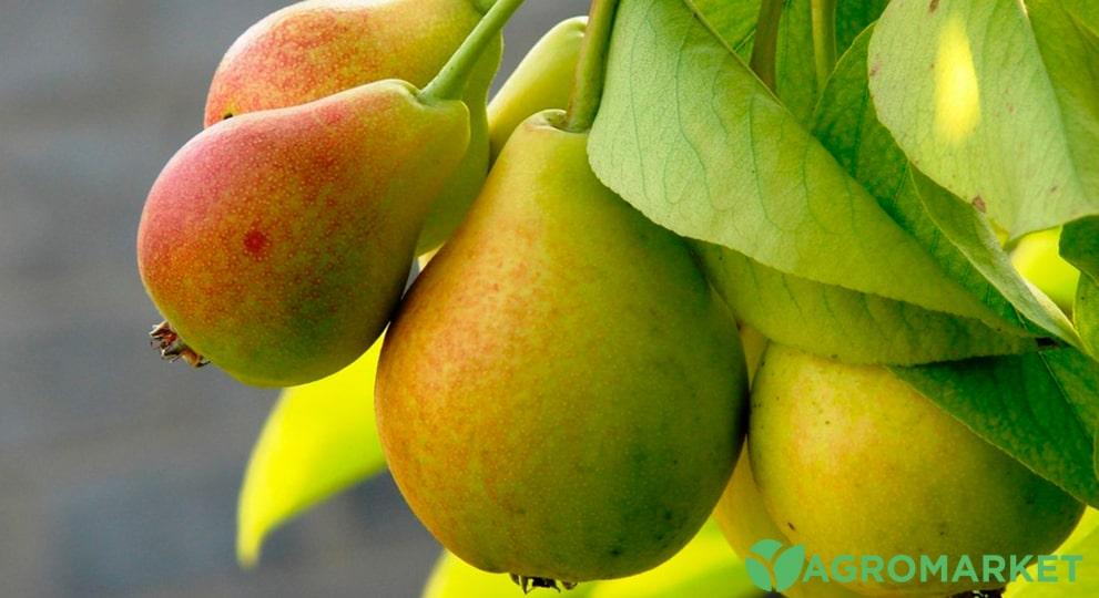 Лучшие сорта груш для Украини - Agro-Market