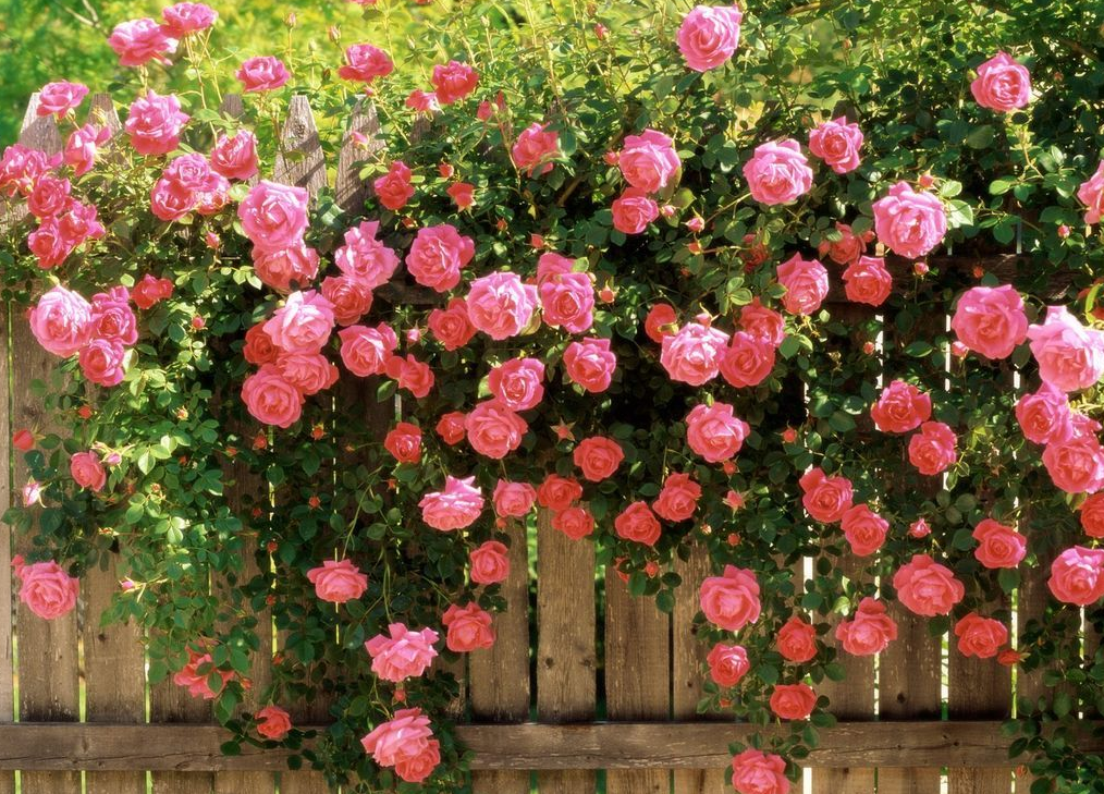 Основные правила выращивания королевы сада – кустовой розы - полезныестатьи о садоводстве от Agro-Market