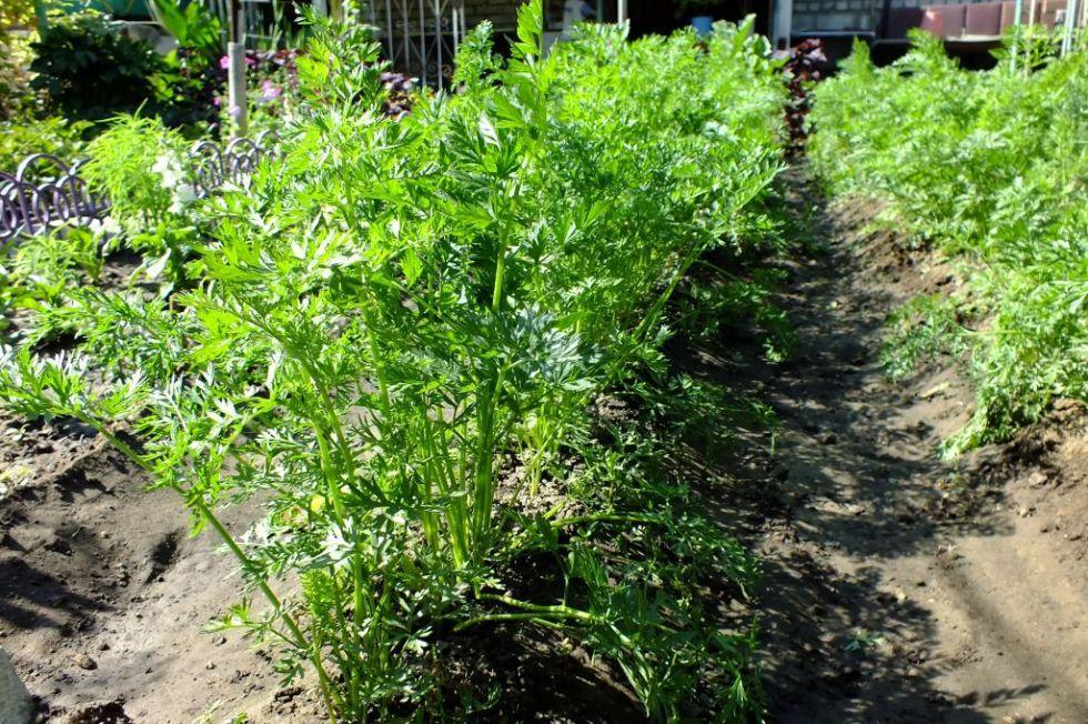 Правильная агротехника выращивания моркови: полив, подкормка, очистка сорняков, прореживание