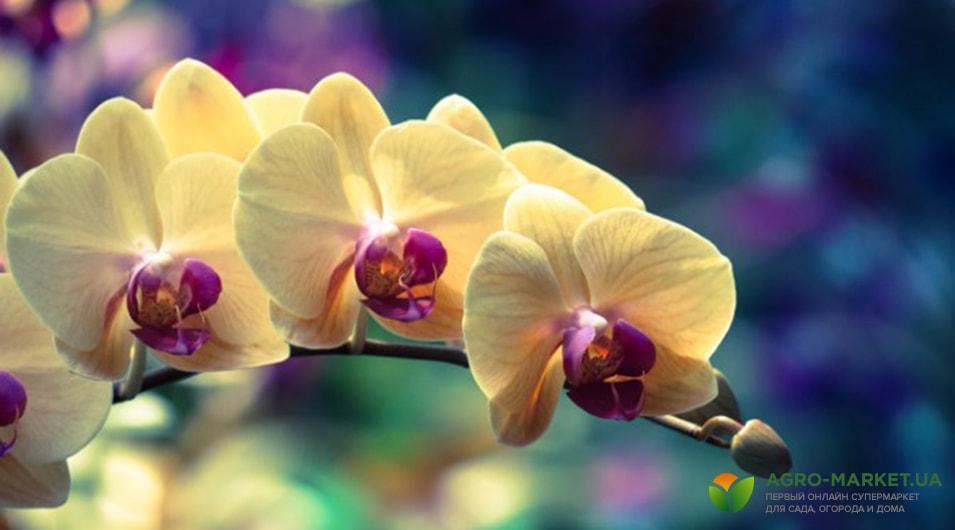 orchids1-min.jpg