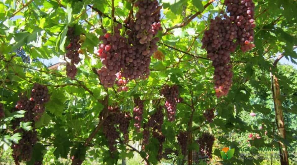 Арка для винограда: как сделать арку для винограда своими руками