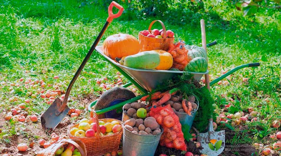 Удобрение огорода осенью: какие удобрения вносить осенью - Agro-Market
